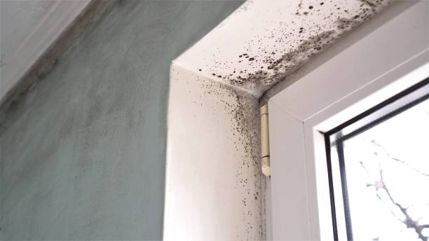 Best Home Mold Removal  in Warroad, MN