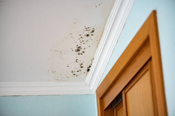 Best Local Mold Removal Service  in Warroad, MN