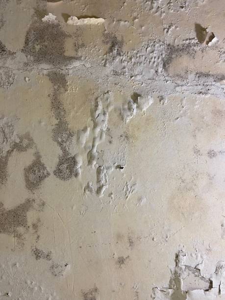 Best Affordable Mold Removal  in Warroad, MN