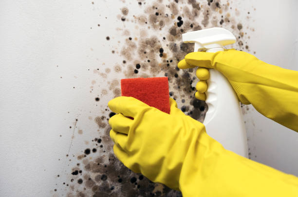 Best Residential Mold Removal  in Warroad, MN