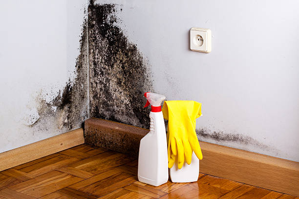 Best Mold Removal Company Near Me  in Warroad, MN
