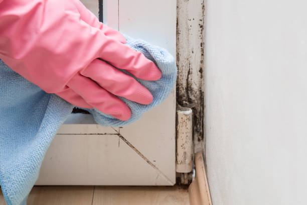 Best Commercial Mold Removal  in Warroad, MN