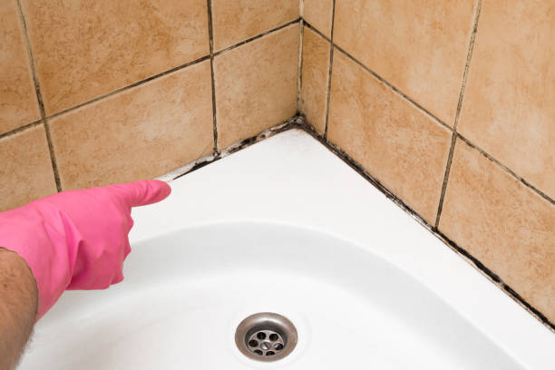 Best Mold Inspection  in Warroad, MN